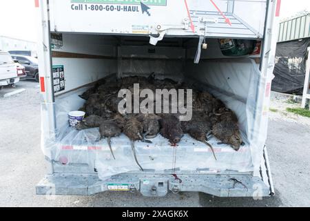 Aus nächster Nähe sehen Sie zahlreiche Nutria-Kadaver, die sich während des jährlichen Nutria Rodeo-Jagdausflugs in Venice, Louisiana, in einem Kühlraum stapelten. Stockfoto