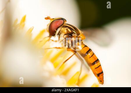 Episyrphus balteatus, auch Marmelade hoverfly genannt, ist eine relativ kleine hoverfly aus der Familie der Syrphidae. Stockfoto