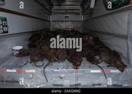 Aus nächster Nähe sehen Sie zahlreiche Nutria-Kadaver, die sich während des jährlichen Nutria Rodeo-Jagdausflugs in Venice, Louisiana, in einem Kühlraum stapelten. Stockfoto