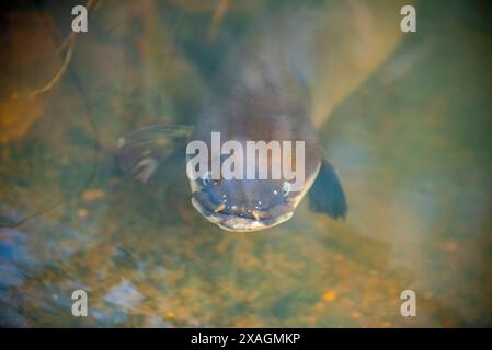 Neuseeland Longfin Aal im Fluss Stockfoto