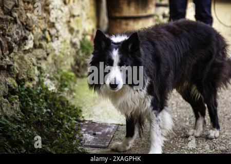 Border Collie Hund auf der Straße, Haustier, Haustier Stockfoto