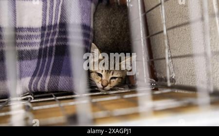 Detail einer verlassenen Katze, die in einem Käfig eingeschlossen ist, Rettung Stockfoto