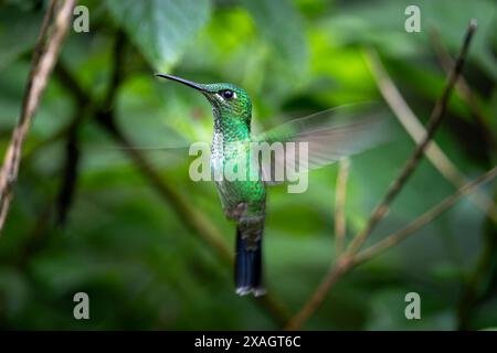 Grün gekrönter brillanter weiblicher Kolibri (Heliodoxa jacula) in Costa Rica Stockfoto
