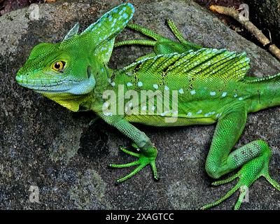 Die grüne Basilisechse (Basiliscus) in Costa Rica ist auch als Jesus-Echse bekannt, weil sie auf dem Wasser laufen kann Stockfoto