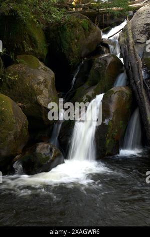 Die Taggerty Cascades liegen am Taggerty River, nördlich von Marysville in Victoria, Australien. Der größte Teil dieses Gebietes wurde bei den Buschbränden von 2009 zerstört. Stockfoto