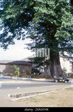 Cotton Tree Kreisverkehr, berühmter Kapokbaum, Ceiba Pentandra, Stadtzentrum von Freetown, Sierra Leone, Westafrika 1963 Stockfoto