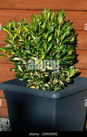 Immergrüne Pflanze Euonymus japonica Aureo-variegata. Pflanze mit dunkelgrünen Blättern, marschiert mit hellgelbem Rand Stockfoto