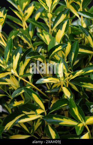 Immergrüne Pflanze Euonymus japonica Aureo-variegata. Pflanze mit dunkelgrünen Blättern, marschiert mit hellgelbem Rand Stockfoto