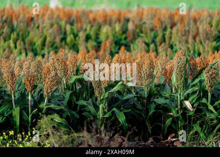 Sorghum-Feld bereit für die Ernte, Darling Downs Queensland Stockfoto