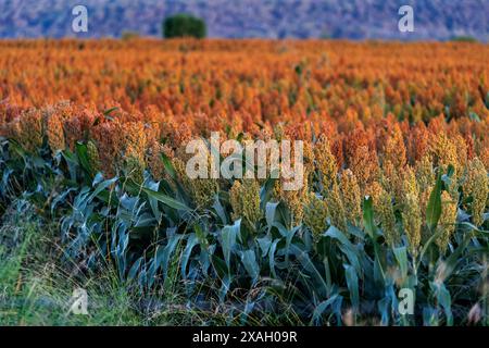 Sorghum-Feld bereit für die Ernte, Darling Downs Queensland Stockfoto