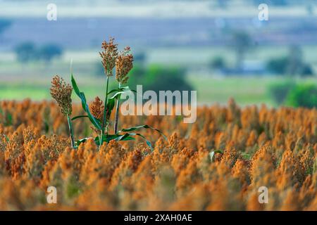 Sorghum-Feld bereit für die Ernte, Darling Downs Queensland Stockfoto