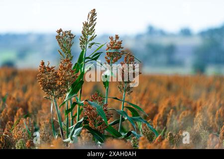 Sorghum-Feld bereit für die Ernte, Darling Downs Queensland Stockfoto