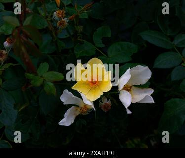 Nahaufnahme der gelben und weißen Blüten des Sommerblühenden Gartenstrauchs rosa, die sanft vorbeischlummert. Stockfoto