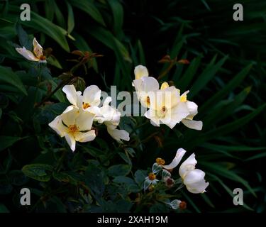 Nahaufnahme der gelben und weißen Blüten des Sommerblühenden Gartenstrauchs rosa, die sanft vorbeischlummert. Stockfoto