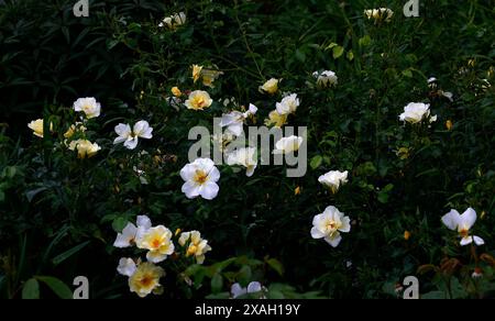 Nahaufnahme der gelben und weißen Blüten des Sommerblühenden Gartenstrauchs rosa, die sanft vorbeischlummert. Stockfoto