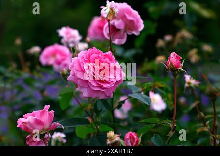 Nahaufnahme der rosafarbenen Blume des Sommerblühenden englischen Gartenstrauchs rosa die mayflower. Stockfoto