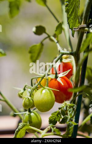 Ein Haufen grüner und roter Tomaten hängen von einer Pflanze. Einige sind reif, andere wachsen noch Stockfoto