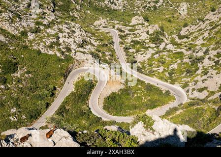 Wilde Ziegen sind in vielen Abschnitten der Sa Calobra Straße im Tramontana Gebirge, Westküste Mallorcas, Balearen, Spanien zu finden Stockfoto