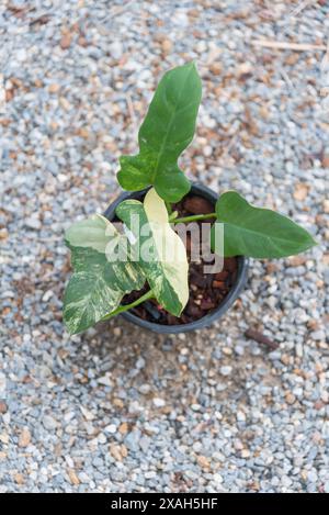 Nahaufnahme des frischen Blattes des Philodendrons florida Beauty x Mayoi Stockfoto