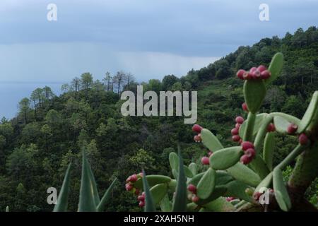 Kaktuspaddel und rote Kaktusbirnenfrucht, ein Kiefernwald bewaldeter Hügel, Ozean- und regendurchfluteter Himmel über dem Parco Nazionale delle Cinque Terre Monterosso Stockfoto