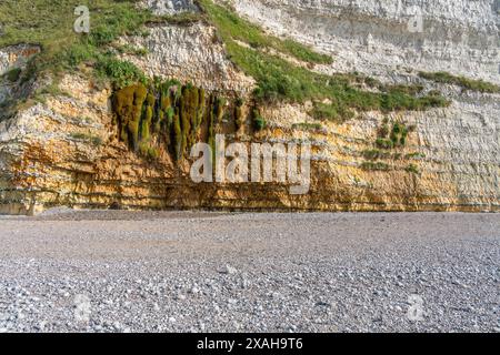 Kreidefelsen in der Nähe von Saint Leonard, einer Gemeinde im Departement seine-Maritime in der Normandie in Nordfrankreich Stockfoto