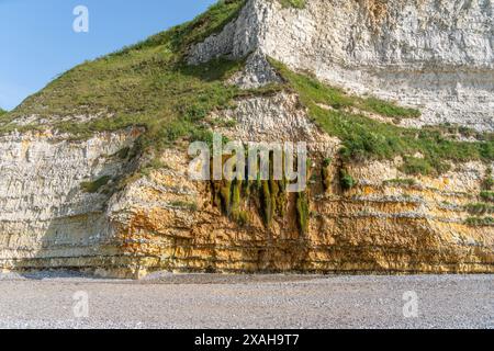 Kreidefelsen in der Nähe von Saint Leonard, einer Gemeinde im Departement seine-Maritime in der Normandie in Nordfrankreich Stockfoto