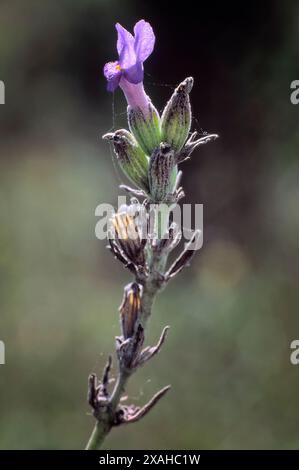 Lavendel (Lavandula latifolia), Lamiaceae. Kleiner aromatischer immergrüner Sträucher, Wildpflanze. Violette Blume. Stockfoto