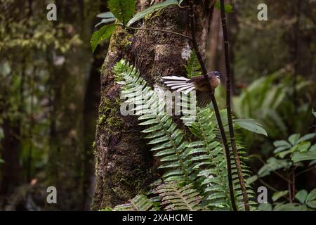 Rhipidura fuliginosa: Neuseeländischer Fantail im regenerierenden Wald. Seaward Bush Reserve Nature Walk, Invercargill, NZ. Stockfoto