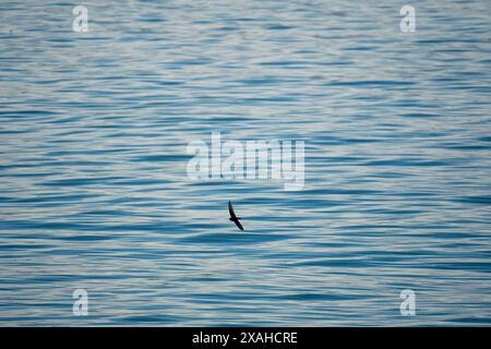 Willkommen Schwalbe, die über eine wellige blaue Wasseroberfläche fliegt. Natur Hintergrund abstrakte Textur Pazifischer Ozean. Stockfoto