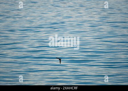 Willkommen Schwalbe, die über eine wellige blaue Wasseroberfläche fliegt. Natur Hintergrund abstrakte Textur Pazifischer Ozean. Stockfoto