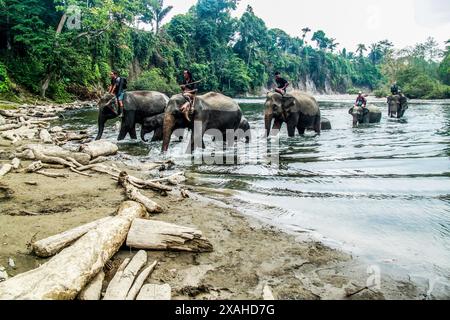 Binjai, Nord-Sumatra, Indonesien. Juni 2024. Einige Bewohner reiten auf den Schultern Sumatra-Elefanten, während sie einen Fluss überqueren, im Ökosystem des Leuser-Nationalparks in Tangkahan (Foto: © Kartik Byma/ZUMA Press Wire) NUR REDAKTIONELLE VERWENDUNG! Nicht für kommerzielle ZWECKE! Stockfoto