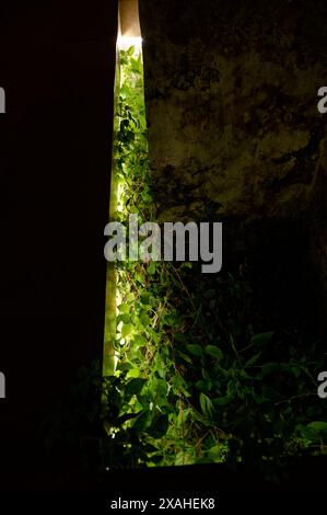 Üppige grüne Weinberge, beleuchtet durch ein sanftes künstliches Licht, wachsen zwischen Steinmauern in einem schattigen Bereich Stockfoto