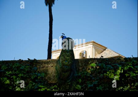 Lebendiger Pfau auf einer Steinmauer mit Weinstöcken in Sevilla, mit der historischen Architektur, einer Palme und einem klaren blauen Himmel als heller Hintergrund Stockfoto