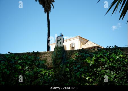Lebendiger Pfau auf einer Steinmauer mit Weinstöcken in Sevilla, mit der historischen Architektur, einer Palme und einem klaren blauen Himmel als heller Hintergrund Stockfoto