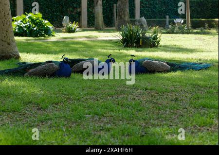 Drei lebendige Pfauen liegen auf dem Gras im kühlen Schatten der Royal Alcazar Gärten Stockfoto