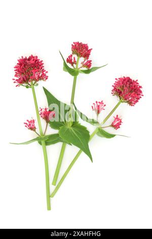 Rote Baldrian-Kräuterblüte auf weißem Hintergrund. Wird in der Blumendekoration und in der Kräutermedizin zur Behandlung von Schlaflosigkeit und zur Entspannung verwendet. Stockfoto