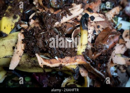 Makroaufnahme von Bio-Obst- und Gemüseabfällen, die sich in einem Gartenkompostierkorb zersetzen, am 5. Juni 2024 in London, England. Stockfoto