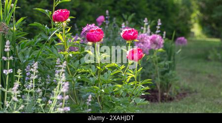 Fragment eines schönen gepflegten Gartens, Thuja Brabant Hecke, Stauden, Iris, Katzenminze, hellrosa Pfingstrose, dekorative Bögen auf getrimmtem Rasen Stockfoto