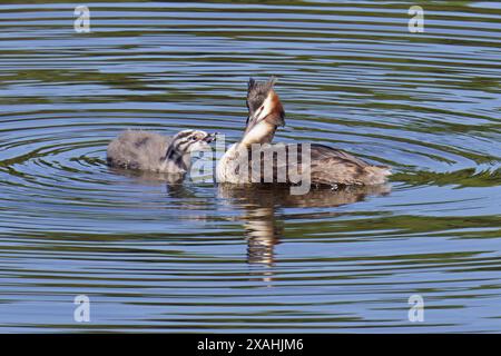 Der große Schwalbenvogel und seine Küken in einem kleinen See, Podiceps cristatus, Podicipedidae Stockfoto