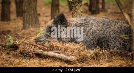 Wildschwein Oder Sus Scrofa, Auch Bekannt Als Wildschwein, Eurasisches Wildschwein, Das Im Herbstwald Schlafend Ist. Wildschwein ist für viele von SUID-Eingeborene Stockfoto