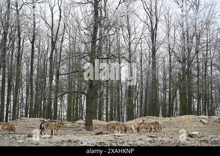 Wolfspackung kanadischer Holzwölfe im Winter im Wald Stockfoto