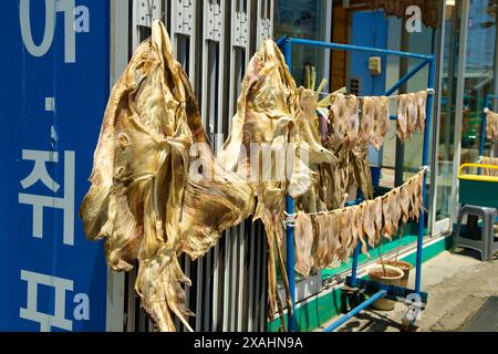 Samcheok City, Südkorea - 18. Mai 2024: Große Schlittschuhe und kleinere Tintenfische trocknen in der Sonne vor einem Geschäft im Hafen von Samcheok, was die Tradition repräsentiert Stockfoto