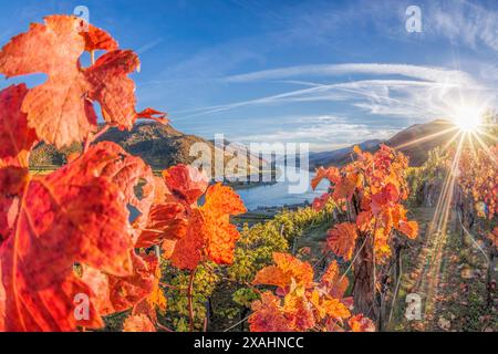 Bunte Weinberge in Wachau-Tal gegen Spitz-Dorf mit Donau in Österreich, UNESCO Stockfoto