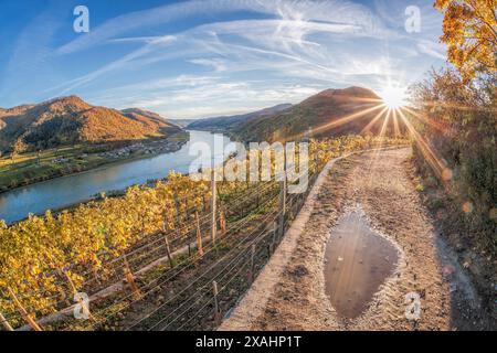 Bunte Weinberge in Wachau-Tal gegen Spitz-Dorf mit Donau in Österreich, UNESCO Stockfoto