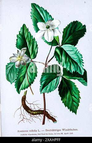 Anemone trifolia L. — Dreiblättriges Windröschen. Die dreiblättrige Anemone ist eine mehrjährige krautige Pflanze aus der Familie der Butterblumen. botanische Zeichnung aus Atlas der Alpenflora von Hartinger, Anton, geboren 1806; Dalla Torre, K. W. von (Karl Wilhelm), 1850–1928; Deutscher Alpenverein (gegründet 1874) Stockfoto