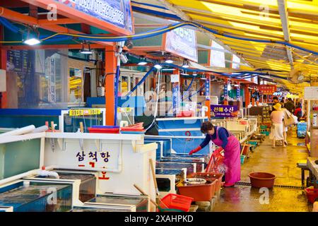 Samcheok City, Südkorea - 18. Mai 2024: Im belebten Samcheok Port Raw Fish Center kümmern sich Händler um ihre Tanks mit lebenden Meeresfrüchten, Stockfoto