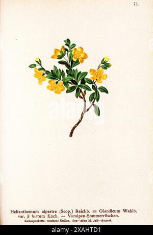 Heliantheme alpestre (Scop.) Reichb. = Olandicutn Wahlb, var. SS hirtum Koch. — Voralpen-SommerrÖschen. Helianthemum, bekannt als Felsenrose, Sonnenrose, Roschrose oder Frostweed, ist eine Gattung von etwa 110 Arten blühender Pflanzen aus der Familie der Cistaceae. botanische Zeichnung aus Atlas der Alpenflora von Hartinger, Anton, geboren 1806; Dalla Torre, K. W. von (Karl Wilhelm), 1850–1928; Deutscher Alpenverein (gegründet 1874) Stockfoto