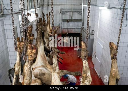 Viele geschlachtete Kühe werden im Schlachthof von ihren Beinen gehakt. Stockfoto