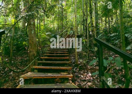Pahang, Malaysia - 14. Mai 2024 : Wandern im Dschungel des Taman Negara Nationalparks, Malaysia Stockfoto