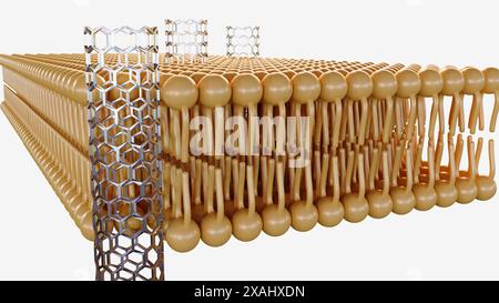 3D-Rendering von Kohlenstoff-Nanoröhren-Porinen, kurzen Stücken von Kohlenstoff-Nanoröhren, die sich selbst in eine Lipidbilayer einfügen können, Modell einer biologischen Membran Stockfoto
